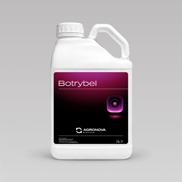 Botrybel
